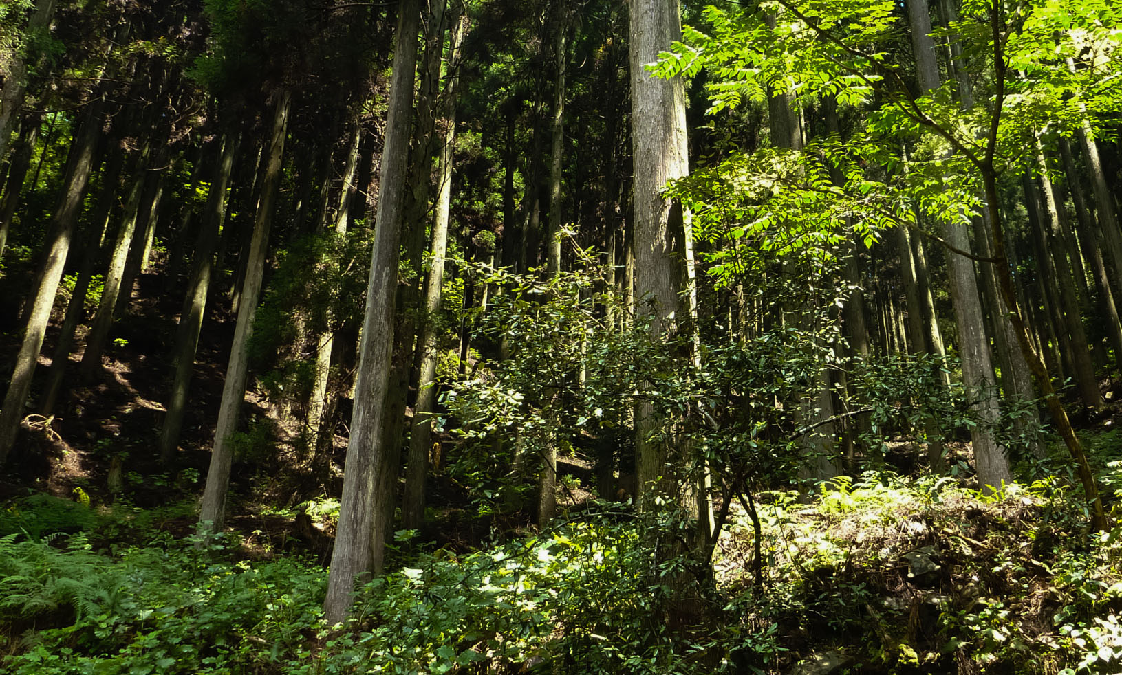 山から始まる木のある暮し
